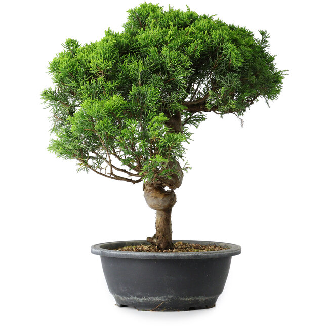 Juniperus chinensis Itoigawa, 37,5 cm, ± 15 anni