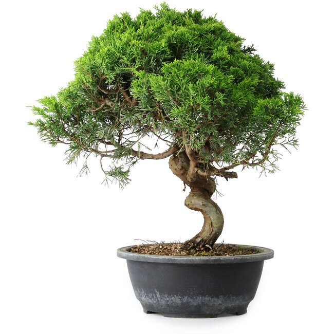 Juniperus chinensis Itoigawa, 36,5 cm, ± 15 ans