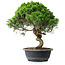 Juniperus chinensis Itoigawa, 36,5 cm, ± 15 ans