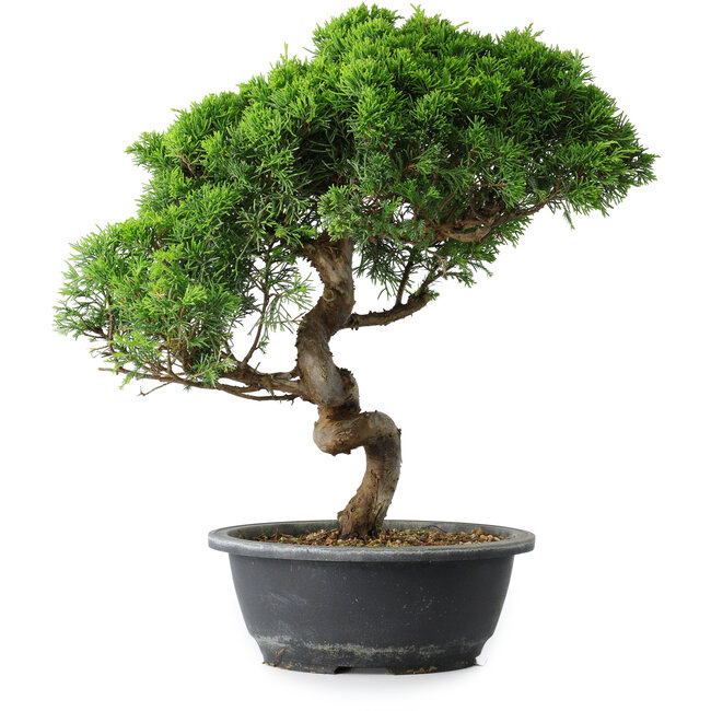 Juniperus chinensis Itoigawa, 37,5 cm, ± 15 Jahre alt
