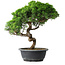 Juniperus chinensis Itoigawa, 37,5 cm, ± 15 Jahre alt