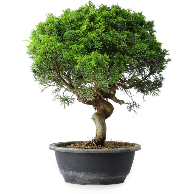 Juniperus chinensis Itoigawa, 36,5 cm, ± 15 ans