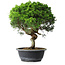 Juniperus chinensis Itoigawa, 36,5 cm, ± 15 ans