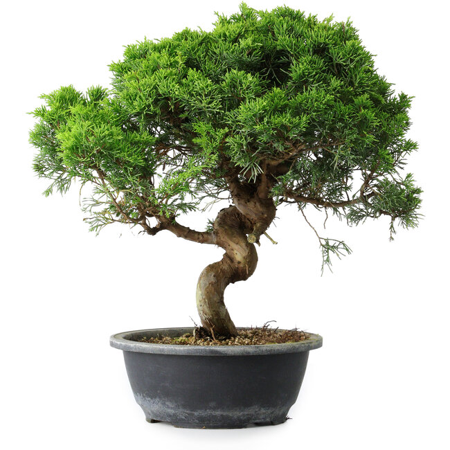 Juniperus chinensis Itoigawa, 36,5 cm, ± 15 anni