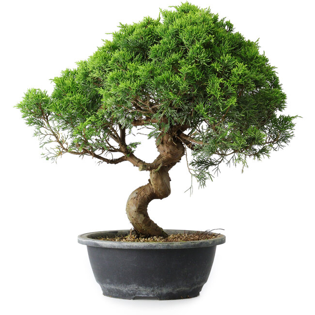 Juniperus chinensis Itoigawa, 36,5 cm, ± 15 ans
