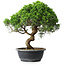 Juniperus chinensis Itoigawa, 36,5 cm, ± 15 Jahre alt