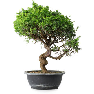 Juniperus chinensis Itoigawa, 37,5 cm, ± 15 años