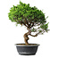 Juniperus chinensis Itoigawa, 37,5 cm, ± 15 ans