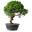Juniperus chinensis Itoigawa, 36,5 cm, ± 15 ans