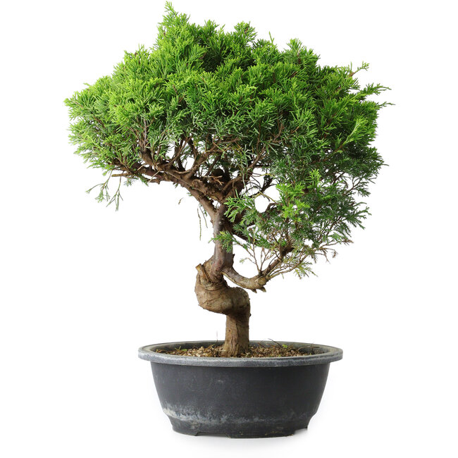 Juniperus chinensis Itoigawa, 37,5 cm, ± 15 years old
