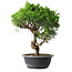 Juniperus chinensis Itoigawa, 37,5 cm, ± 15 years old