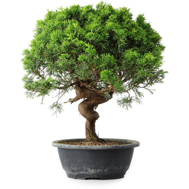 Juniperus chinensis Itoigawa, 36,5 cm, ± 15 jaar oud