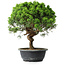 Juniperus chinensis Itoigawa, 36,5 cm, ± 15 Jahre alt