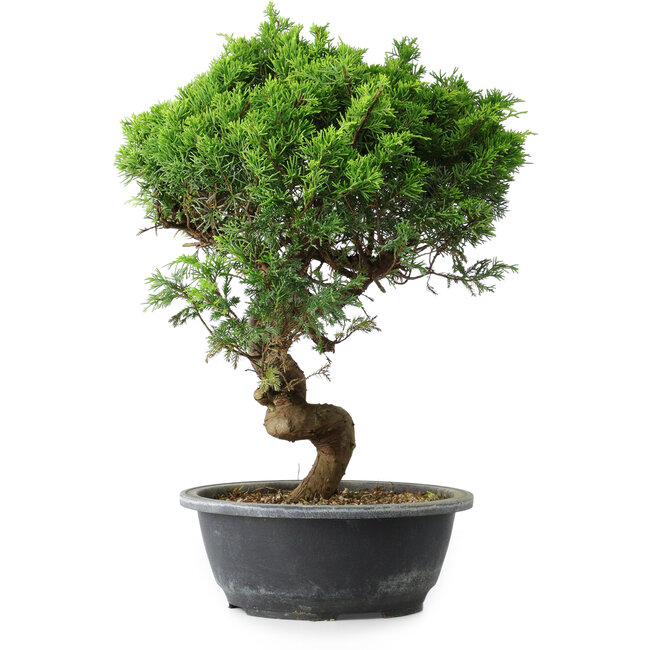 Juniperus chinensis Itoigawa, 37,5 cm, ± 15 years old