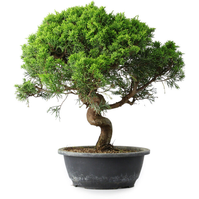 Juniperus chinensis Itoigawa, 36,5 cm, ± 15 ans