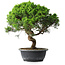 Juniperus chinensis Itoigawa, 36,5 cm, ± 15 ans
