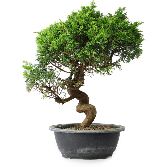 Juniperus chinensis Itoigawa, 37,5 cm, ± 15 ans