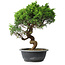 Juniperus chinensis Itoigawa, 37,5 cm, ± 15 ans