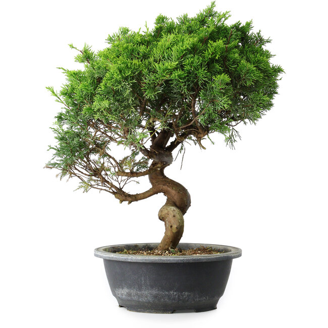 Juniperus chinensis Itoigawa, 37,5 cm, ± 15 años