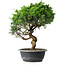 Juniperus chinensis Itoigawa, 37,5 cm, ± 15 years old