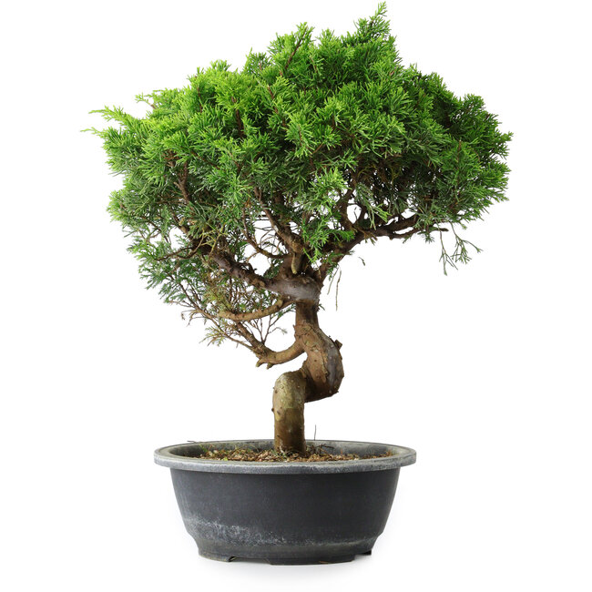 Juniperus chinensis Itoigawa, 37,5 cm, ± 15 anni