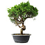 Juniperus chinensis Itoigawa, 37,5 cm, ± 15 years old