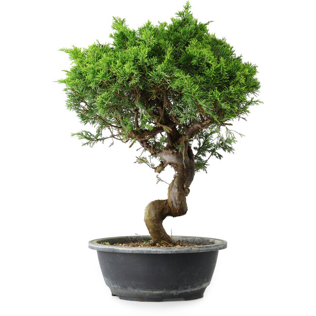 Juniperus chinensis Itoigawa, 37,5 cm, ± 15 ans