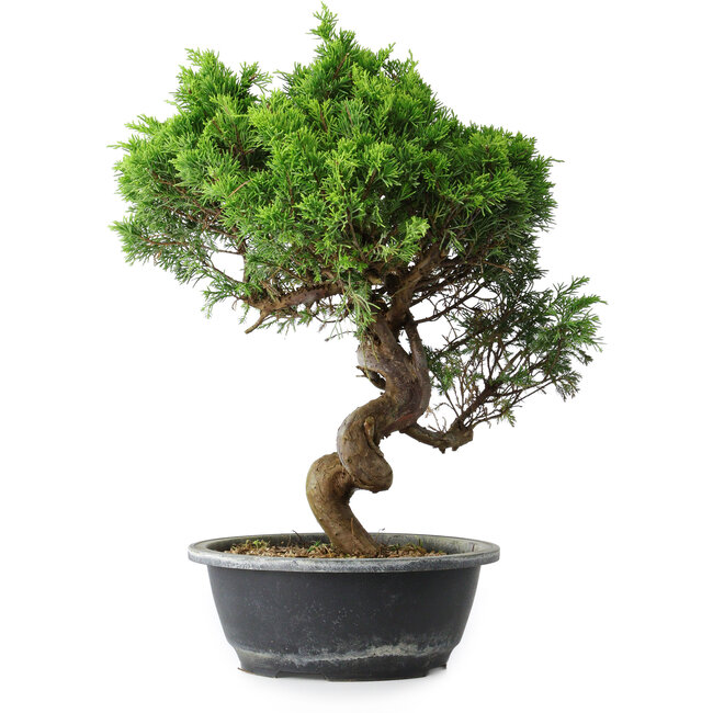 Juniperus chinensis Itoigawa, 37,5 cm, ± 15 ans