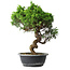 Juniperus chinensis Itoigawa, 37,5 cm, ± 15 ans