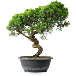 Juniperus chinensis Itoigawa, 38 cm, ± 15 ans