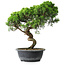 Juniperus chinensis Itoigawa, 38 cm, ± 15 ans