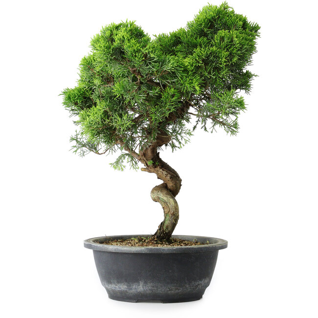 Juniperus chinensis Itoigawa, 38 cm, ± 15 jaar oud