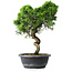 Juniperus chinensis Itoigawa, 38 cm, ± 15 ans