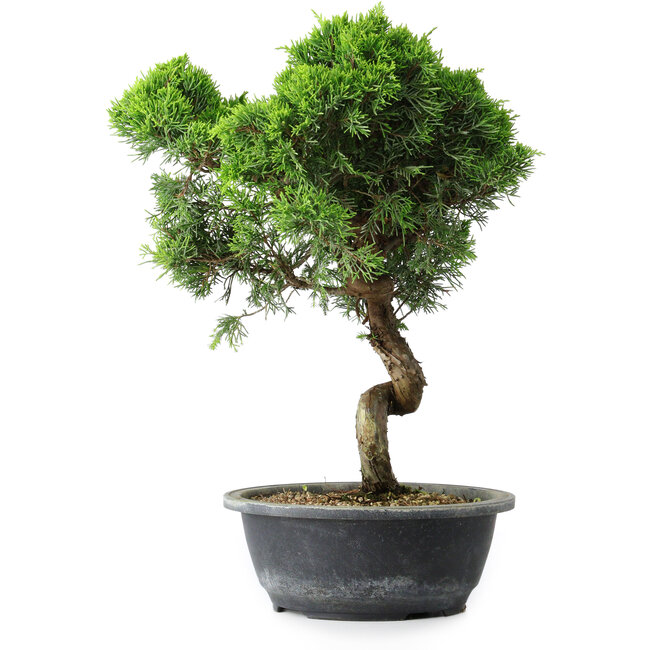 Juniperus chinensis Itoigawa, 38 cm, ± 15 anni