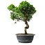 Juniperus chinensis Itoigawa, 38 cm, ± 15 Jahre alt