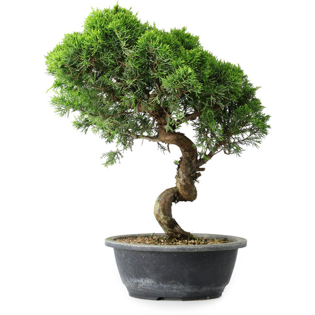 Juniperus chinensis Itoigawa, 38 cm, ± 15 years old