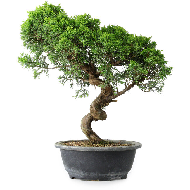 Juniperus chinensis Itoigawa, 38 cm, ± 15 años
