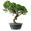 Juniperus chinensis Itoigawa, 38 cm, ± 15 ans