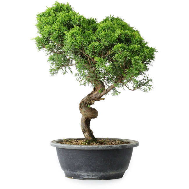 Juniperus chinensis Itoigawa, 38 cm, ± 15 anni