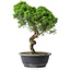 Juniperus chinensis Itoigawa, 38 cm, ± 15 anni