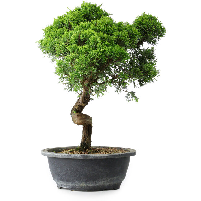 Juniperus chinensis Itoigawa, 38 cm, ± 15 anni