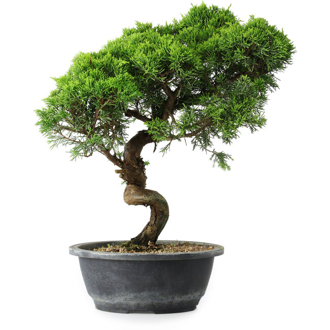 Juniperus chinensis Itoigawa, 38 cm, ± 15 años