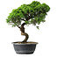 Juniperus chinensis Itoigawa, 38 cm, ± 15 ans