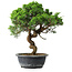 Juniperus chinensis Itoigawa, 37,5 cm, ± 15 years old