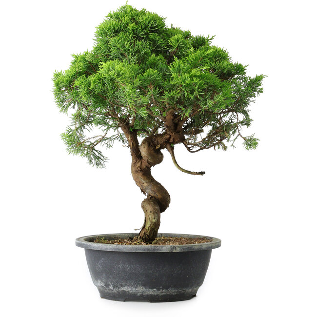 Juniperus chinensis Itoigawa, 37,5 cm, ± 15 jaar oud