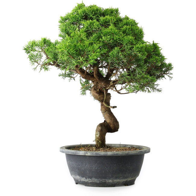 Juniperus chinensis Itoigawa, 37,5 cm, ± 15 anni