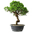 Juniperus chinensis Itoigawa, 37,5 cm, ± 15 ans