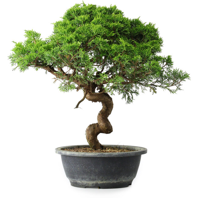 Juniperus chinensis Itoigawa, 37,5 cm, ± 15 Jahre alt