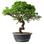 Juniperus chinensis Itoigawa, 37,5 cm, ± 15 Jahre alt