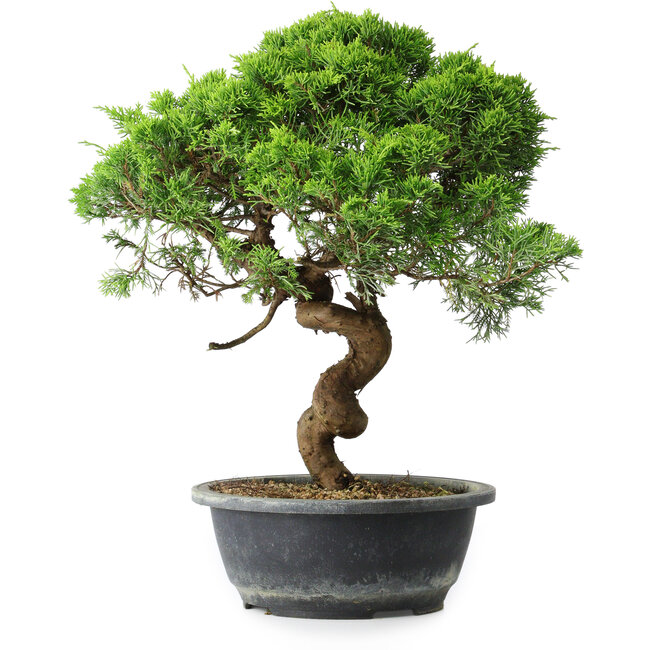 Juniperus chinensis Itoigawa, 37,5 cm, ± 15 Jahre alt